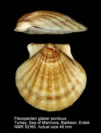 Flexopecten glaber ponticus (6).jpg - Flexopecten glaber ponticus(Bucquoy, Dautzenberg & Dollfus,1889)